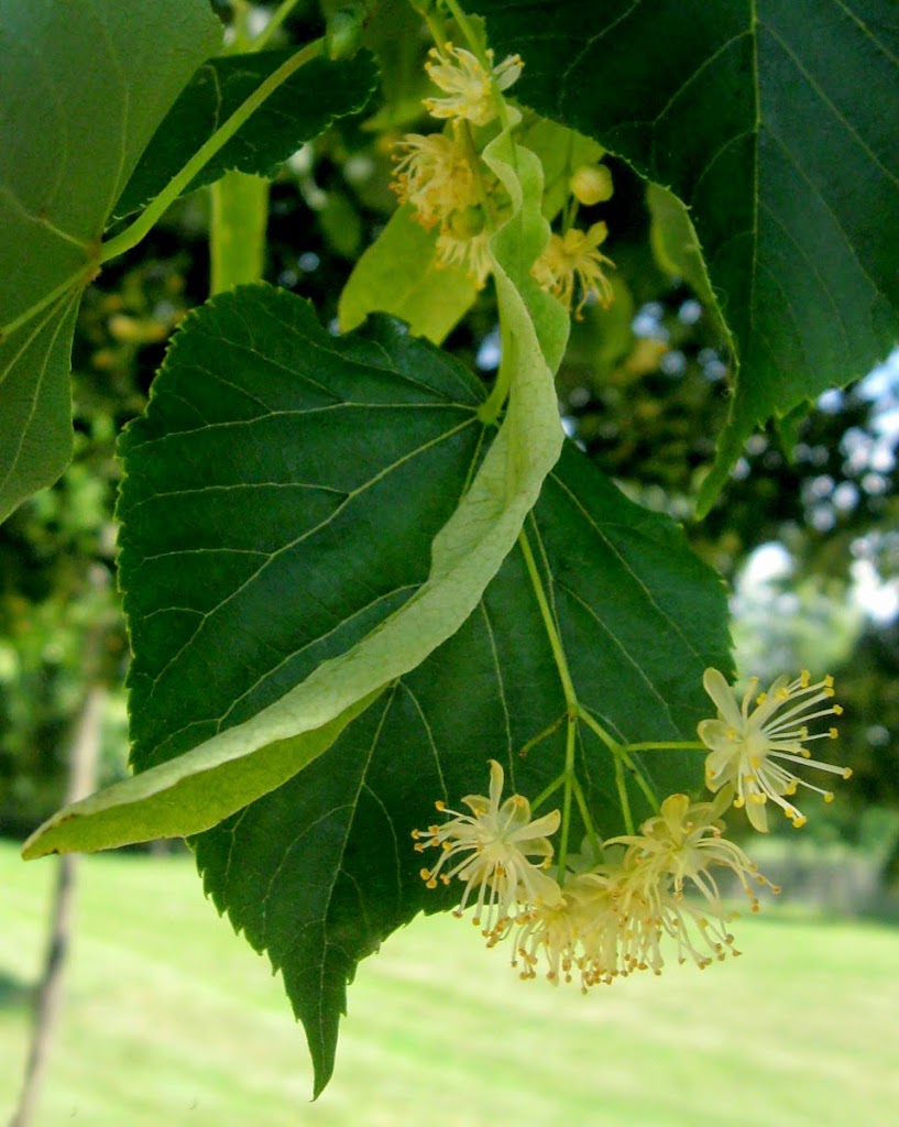 Lipa szerokolistna Tilia platyphyllos