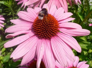 Echinacea moench