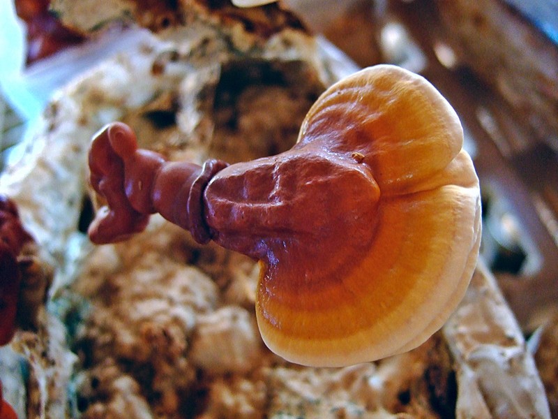 reishi, lakownica lśniąca