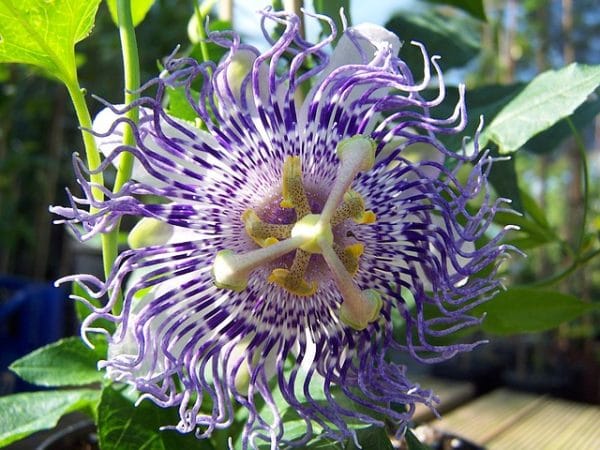 passiflora, męczennica, nerwica